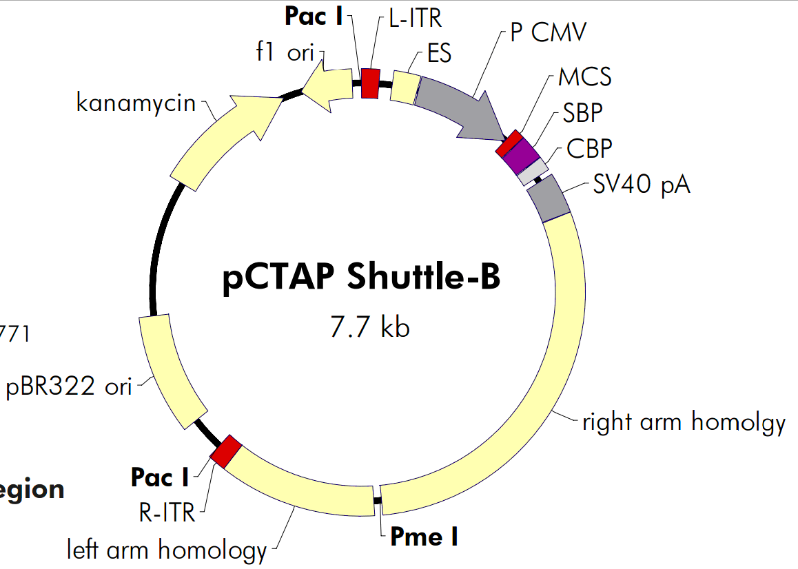 pCTAP-Shuttle-B载体图谱